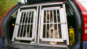 Hunde einer Hundetransportbox im Auto